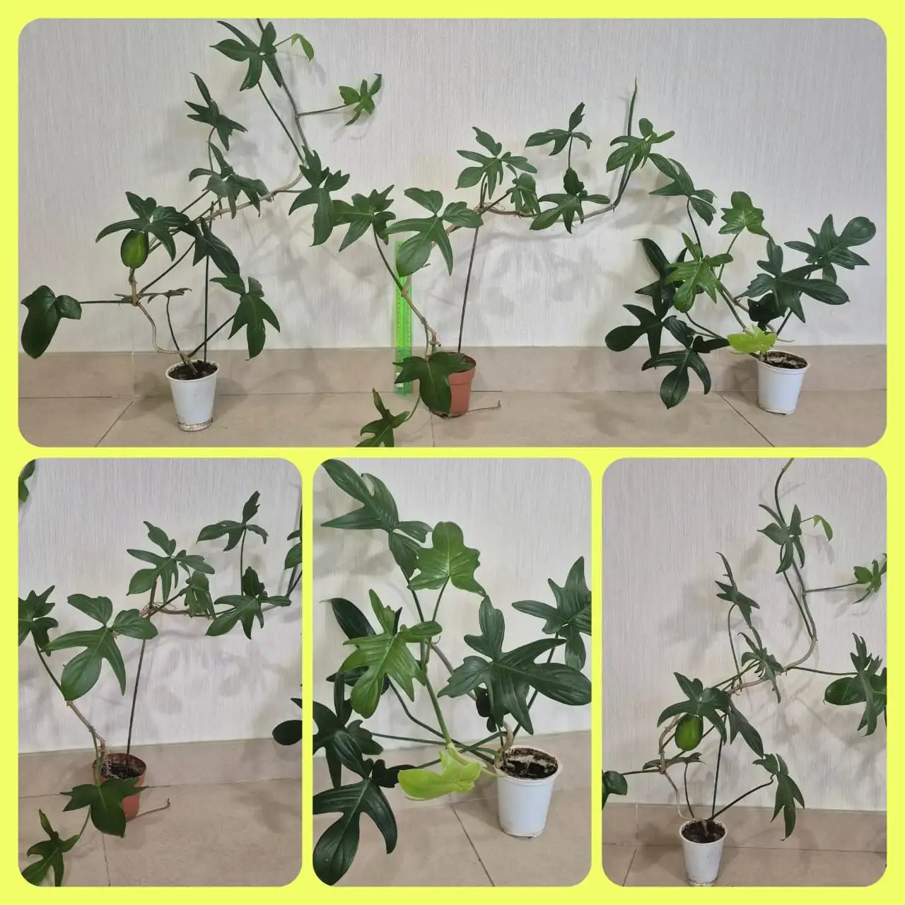 Филодендрон Флорида Бьюти - быстрорастущая лиана для дома - Растения (Для дома и дачи) в Ростов-на-Дону