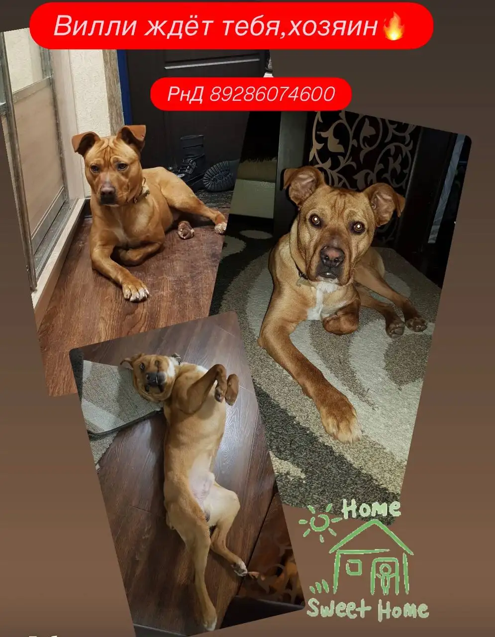 Собака ищет хозяина в Ростове-на-Дону - Собаки (Животные) в Ростов-на-Дону