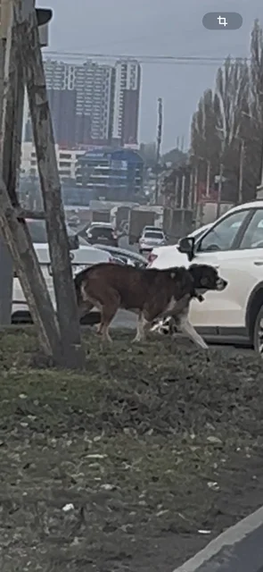Потерянная собака на перекрестке Малиновского/Стачки - частное объявление в Ростов-на-Дону