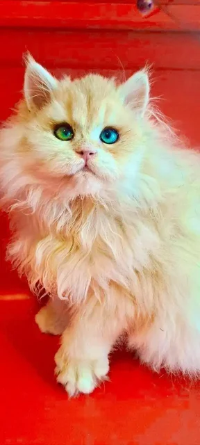 Продаются котята британской золотой шиншиллы - частное объявление в Ростов-на-Дону