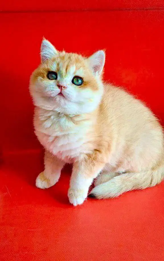 Продаются котята британской золотой шиншиллы - Кошки (Животные) в Ростов-на-Дону