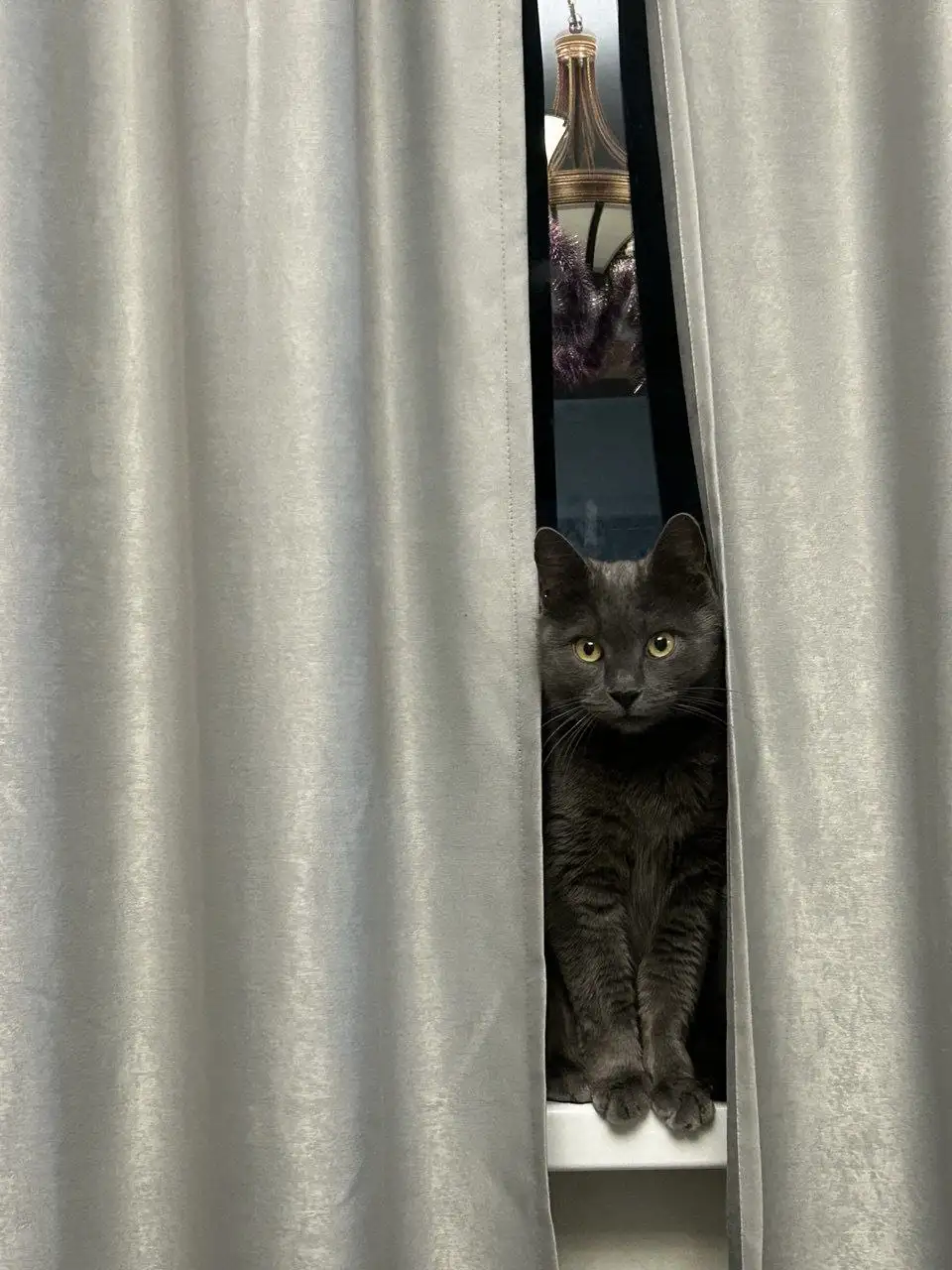 Стерилизованная кошка ищет новый дом - Кошки (Животные) в Ростов-на-Дону