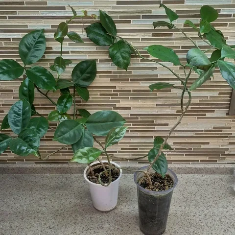 Переския шиповатая (листовой кактус) - Спорт и фитнес в Ростов-на-Дону