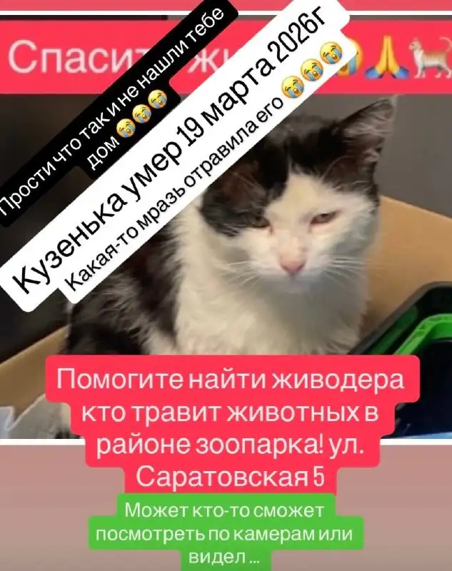 Сообщение о жестоком обращении с животным в Ростове-на-Дону - Животные в Ростов-на-Дону