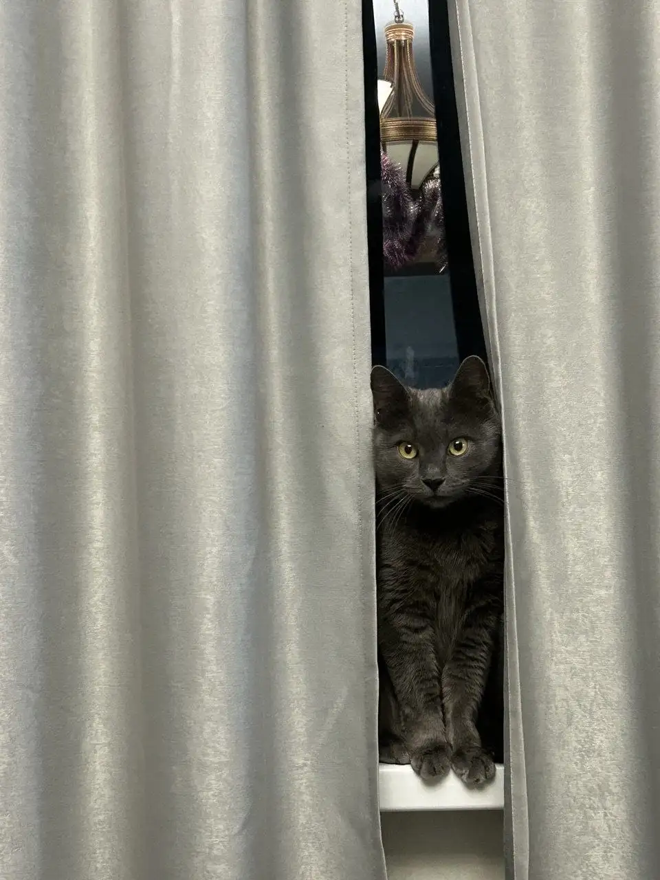 Отдам кошку в добрые руки - Кошки (Животные) в Ростов-на-Дону