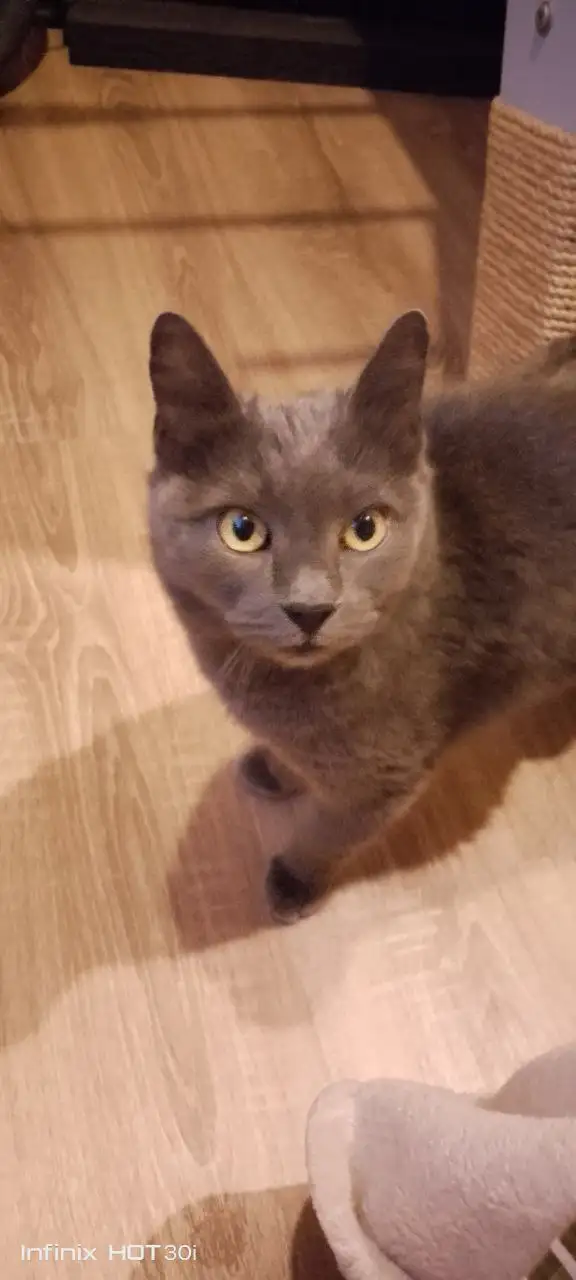 Отдам кошку в добрые руки - Кошки (Животные) в Ростов-на-Дону