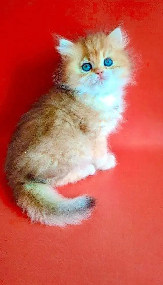 Продажа котят британской золотой шиншиллы - Кошки (Животные) в Ростов-на-Дону