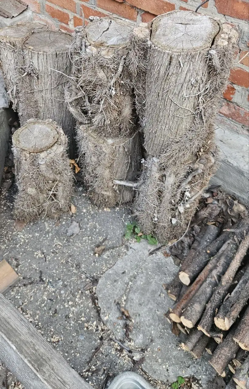 Дрова еловые с пнями основного ствола - Барахолка в Ростов-на-Дону