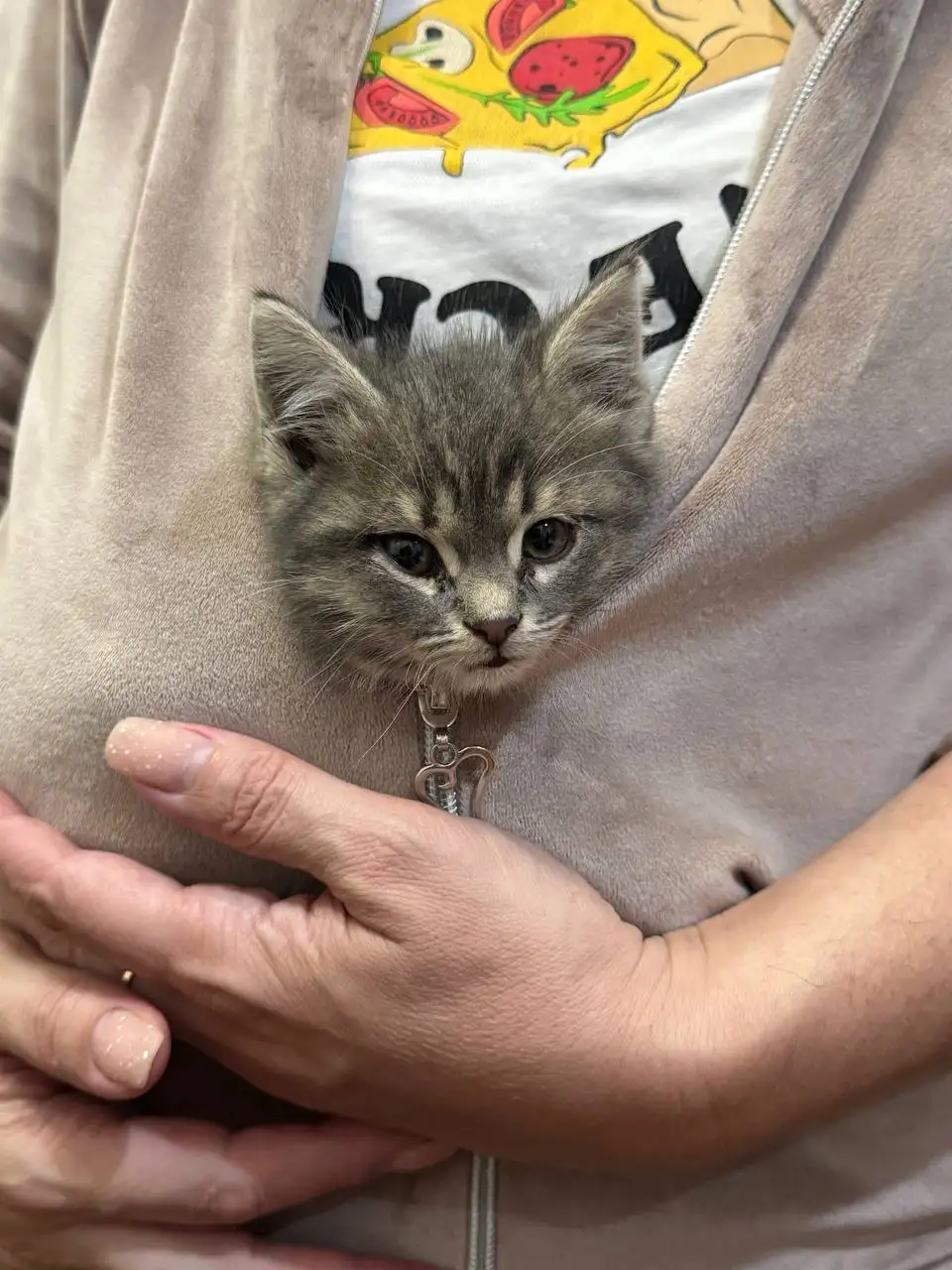 Котенок в добрые руки - Кошки (Животные) в Ростов-на-Дону