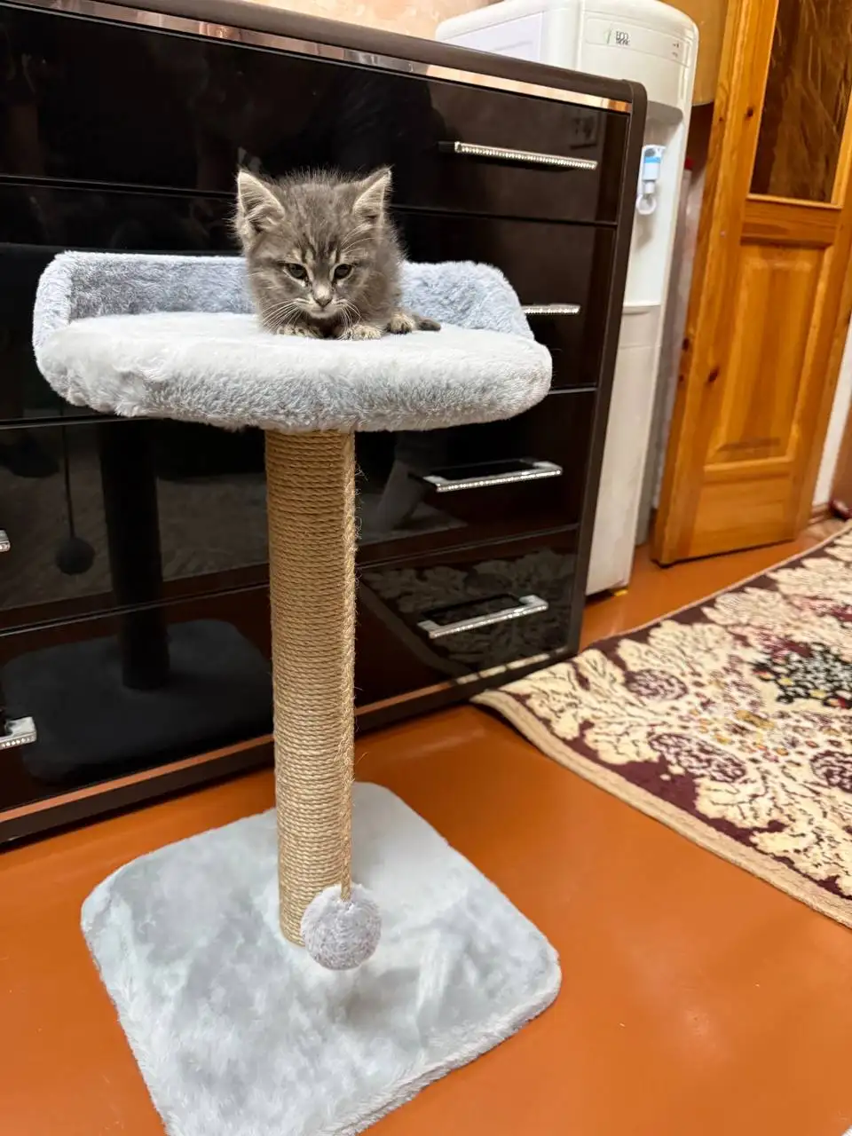 Котенок в добрые руки - Кошки (Животные) в Ростов-на-Дону