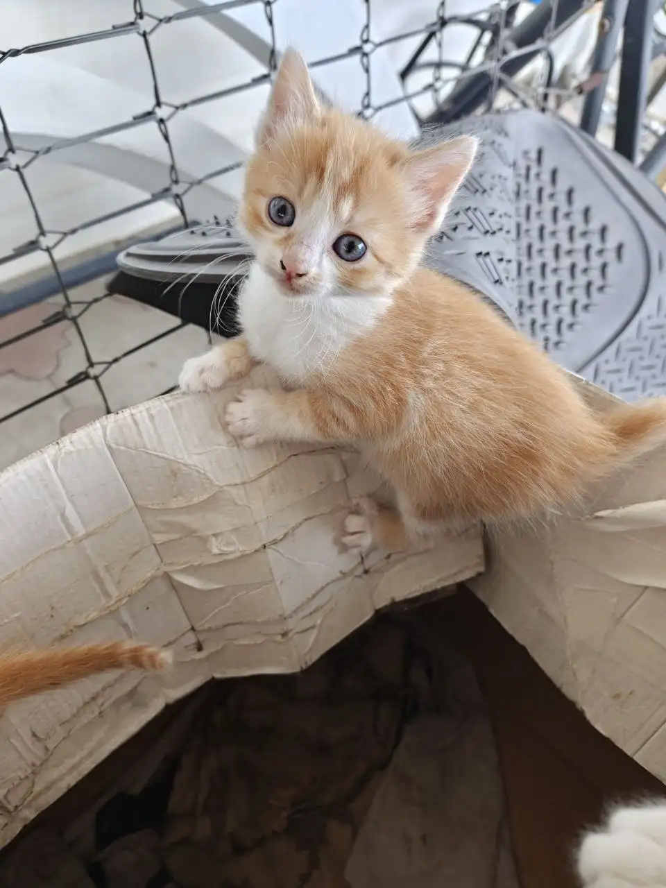 Бесплатные котята в добрые руки - Кошки (Животные) в Батайск