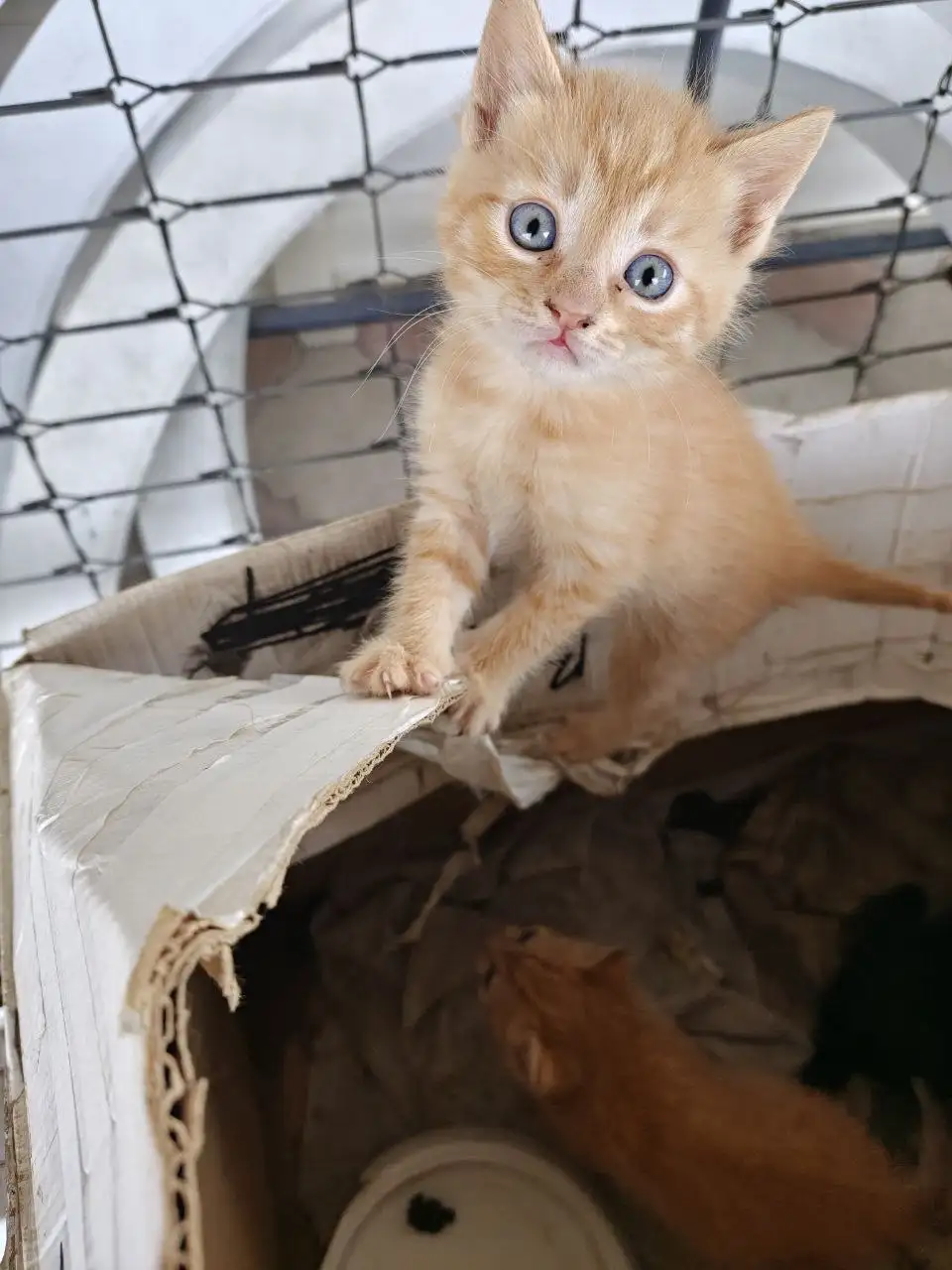 Бесплатные котята в добрые руки - Кошки (Животные) в Батайск