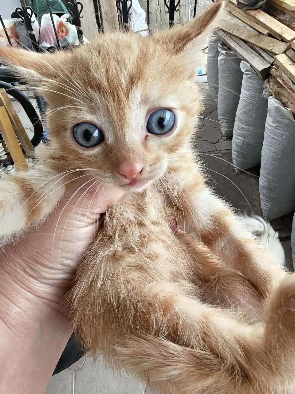 Бесплатные котята в добрые руки - Кошки (Животные) в Батайск