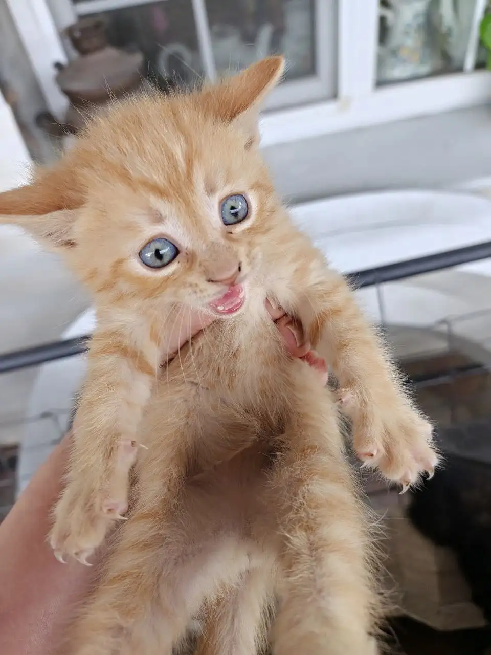 Бесплатные котята в добрые руки - Кошки (Животные) в Батайск
