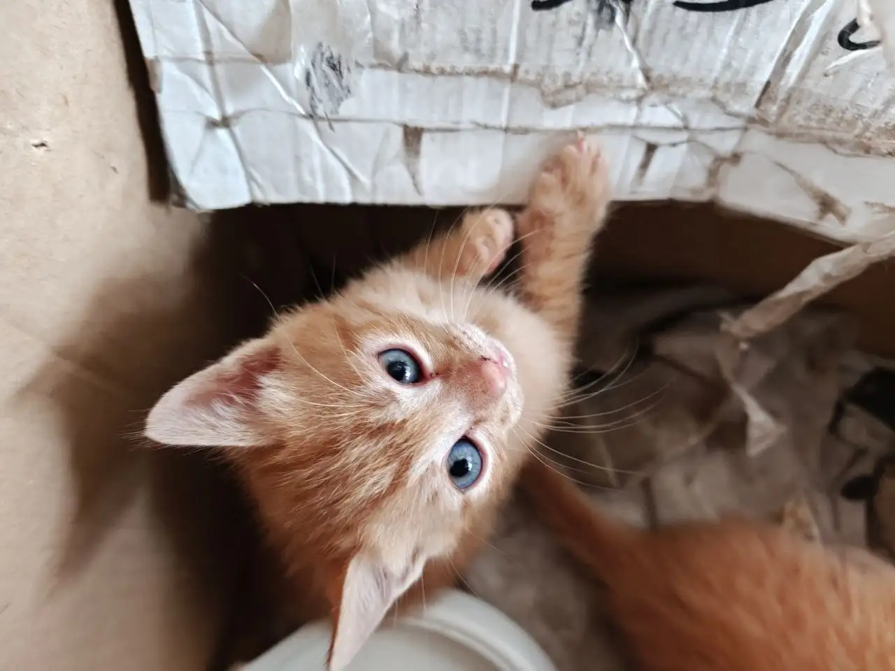 Бесплатные котята в добрые руки - Кошки (Животные) в Батайск