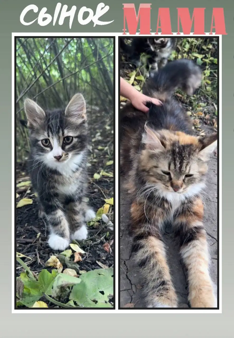Ласковый котенок и его мама ищут дом - Кошки (Животные) в Ростов-на-Дону