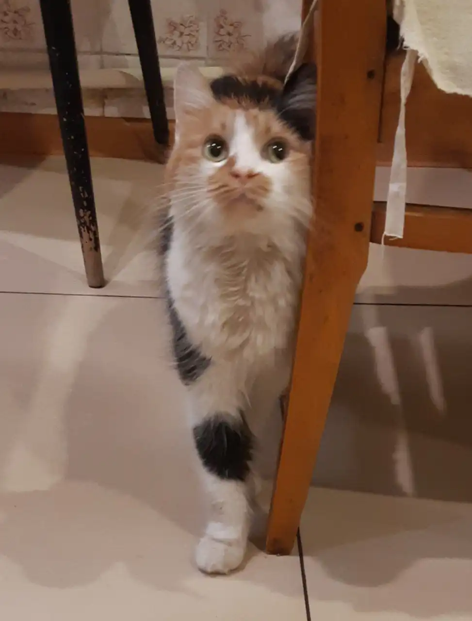 Передержка заканчивается у пушистой красавицы