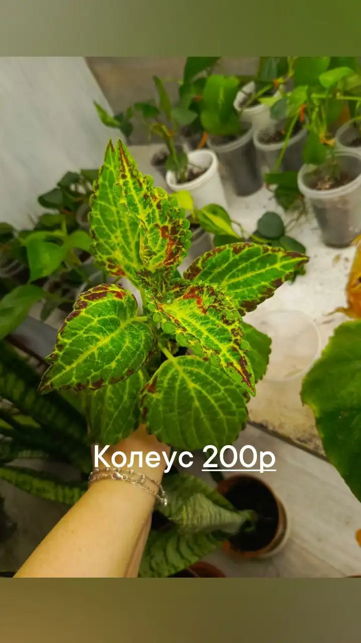 Участок в ДНТ Труд в Батайске