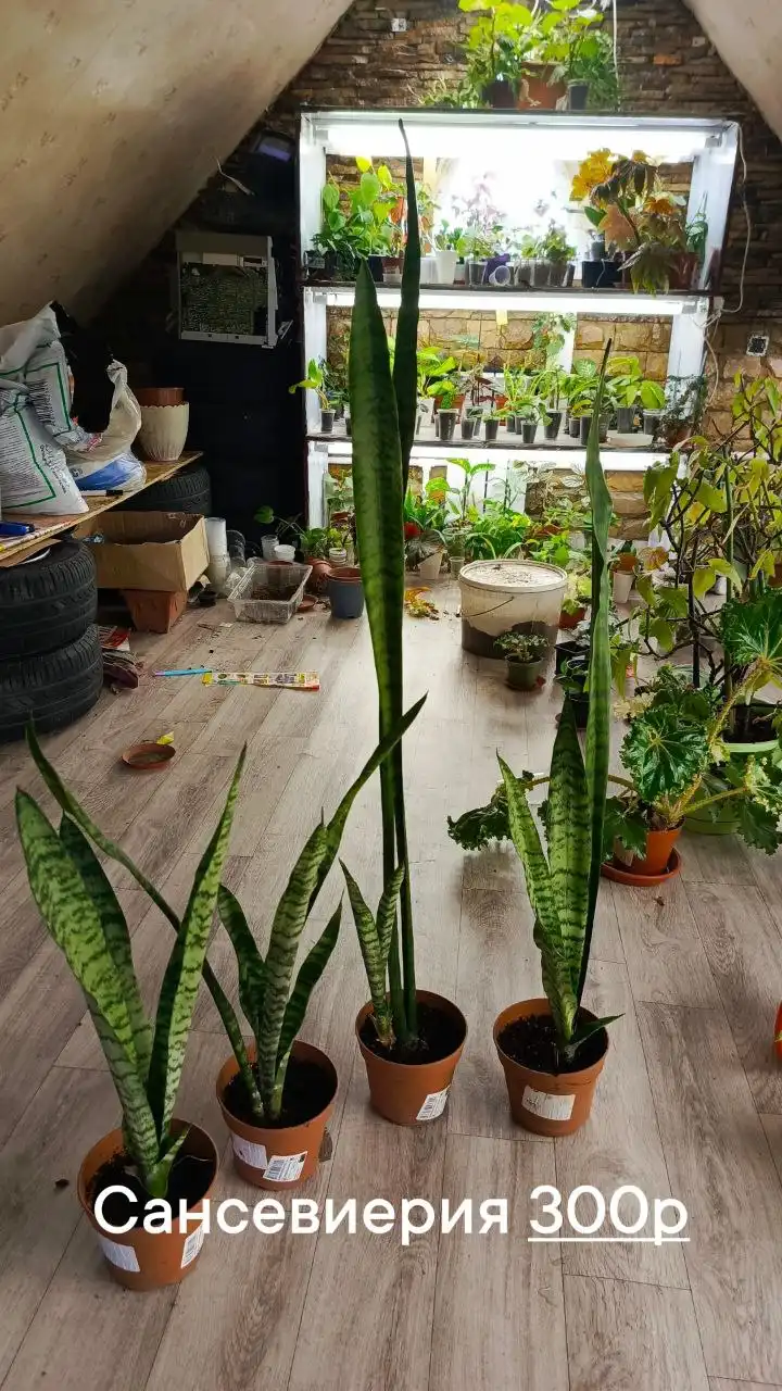 Участок в ДНТ Труд в Батайске