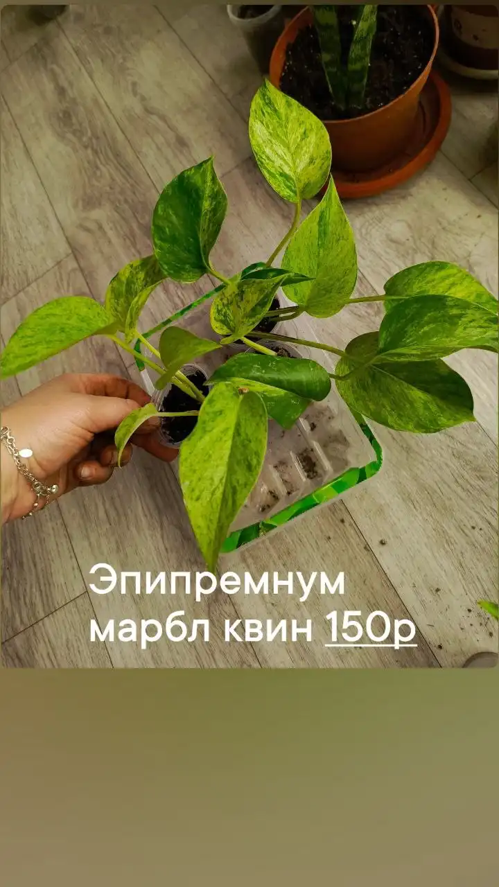 Участок в ДНТ Труд в Батайске