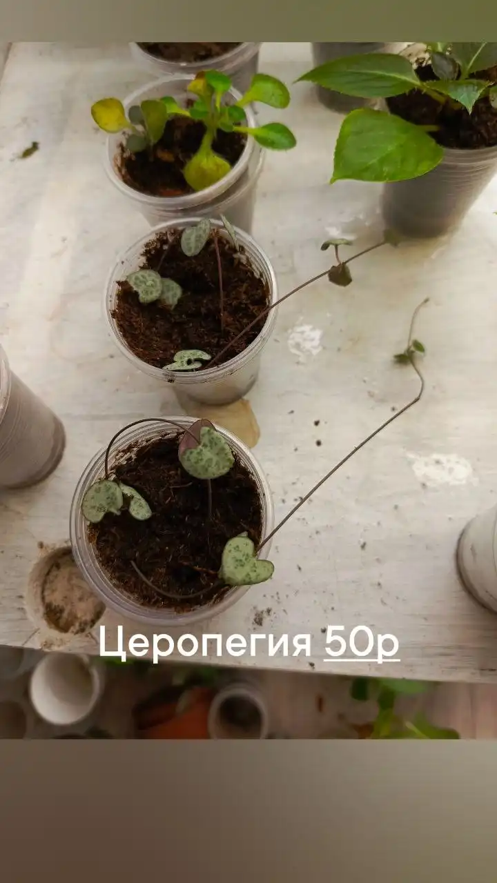 Участок в ДНТ Труд в Батайске