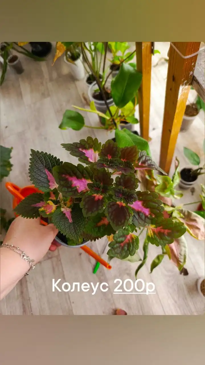 Участок в ДНТ Труд в Батайске