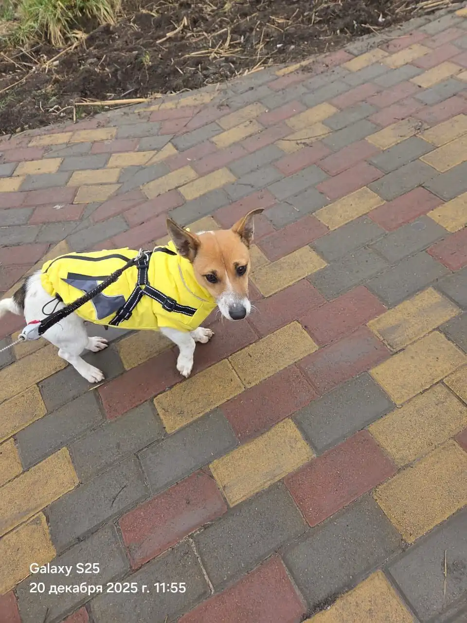 Спасение собаки и щенков в Ростове-на-Дону