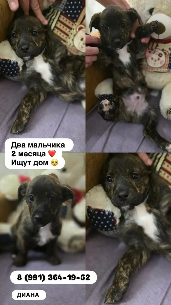 Спасение собаки и щенков в Ростове-на-Дону