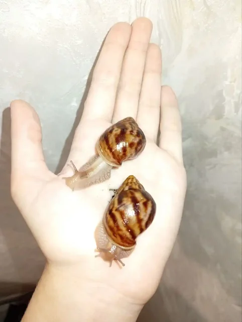 Продажа улиток ахатин разных возрастов и морф - частное объявление в Ростов-на-Дону