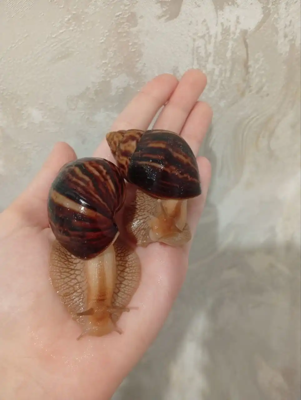 Продажа улиток ахатин разных возрастов и морф