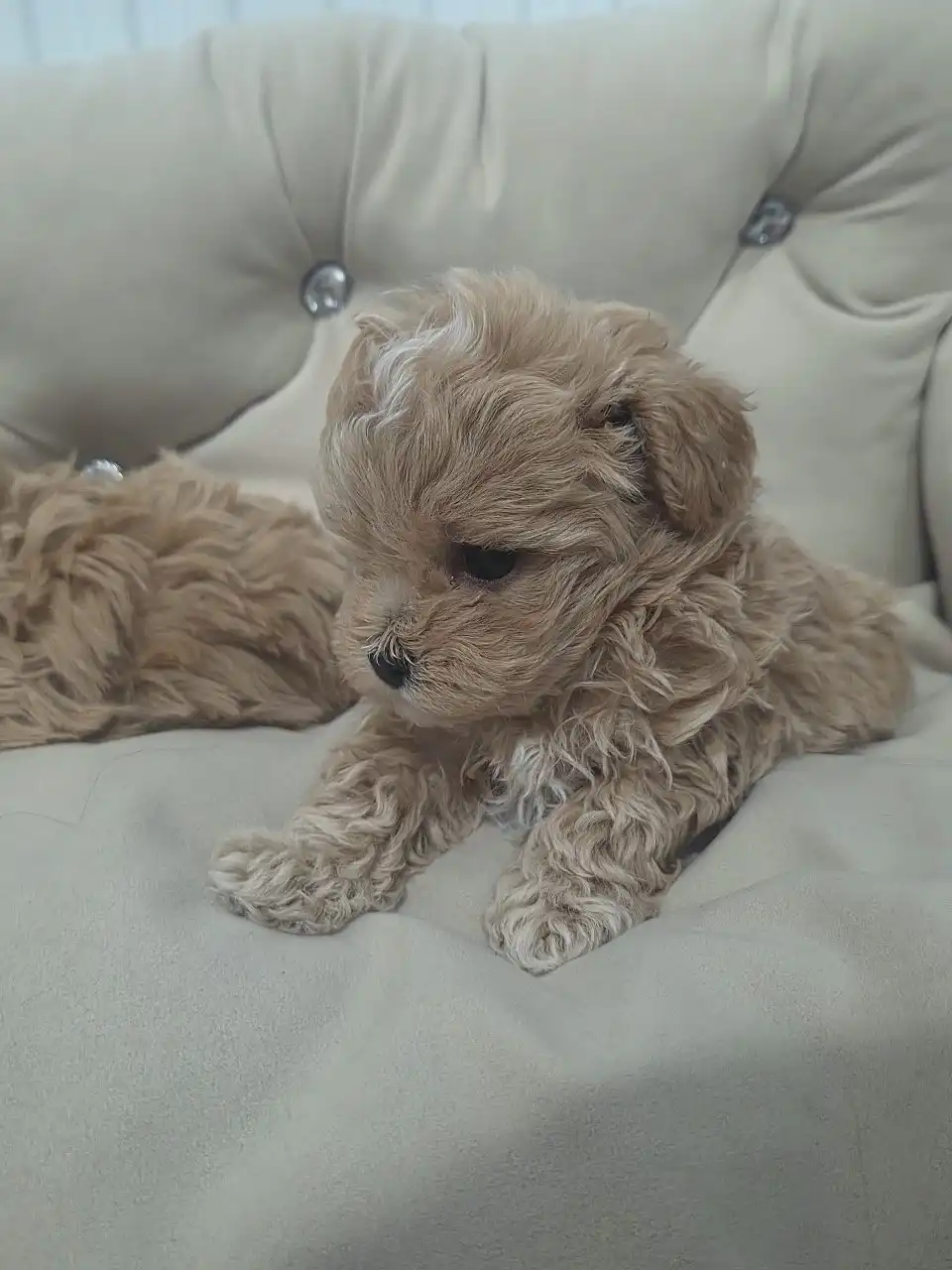 Щенки мальтипу F1 мини