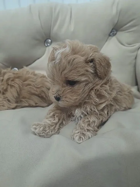 Щенки мальтипу F1 мини - Животные в Ростов-на-Дону