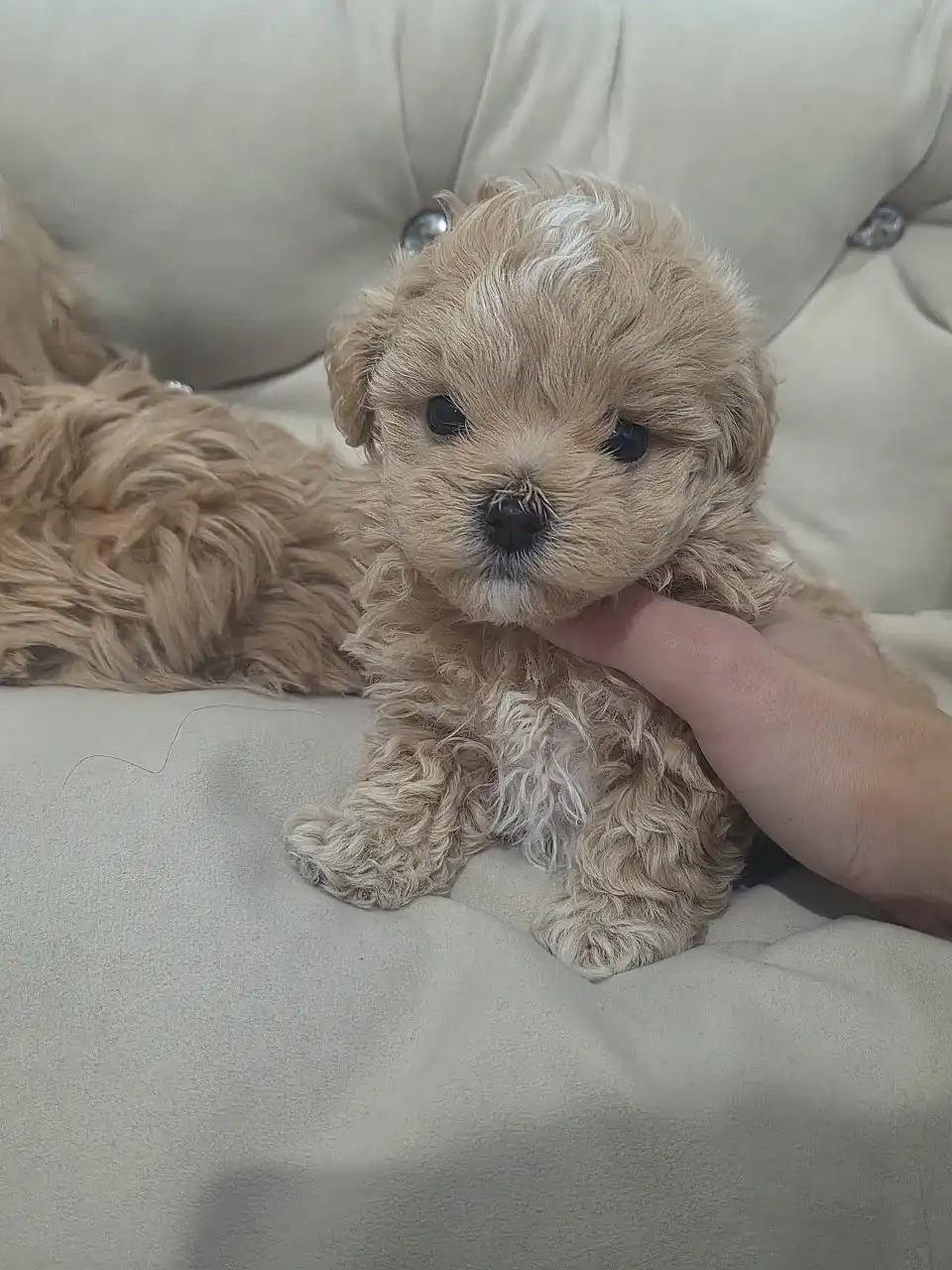 Щенки мальтипу F1 мини