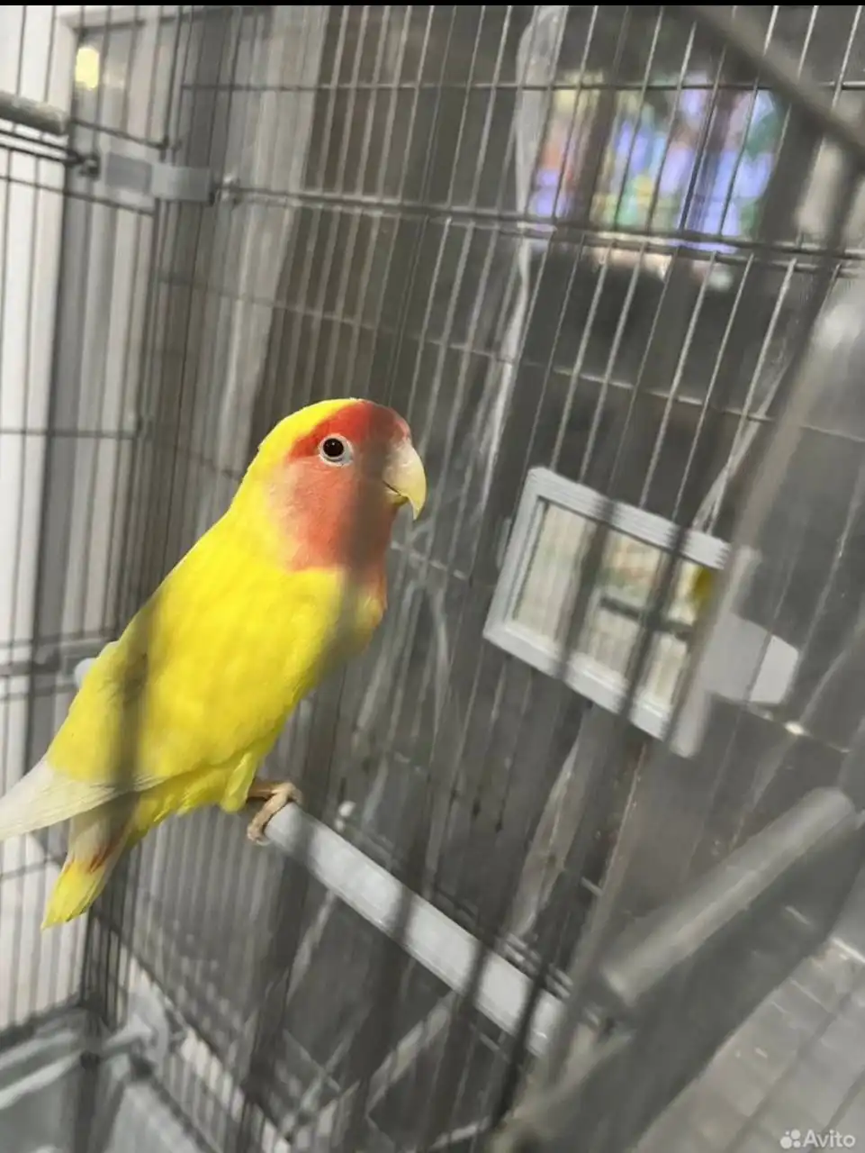 Продажа неразлучника с клеткой