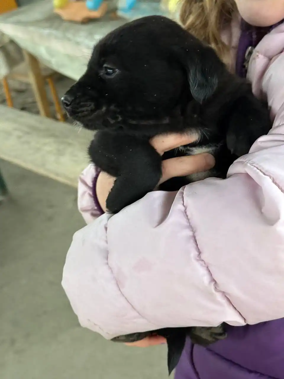 Щенки 2 месяца в добрые руки