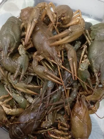 Вкуснейшие Волжские Раки - Животные в Самара