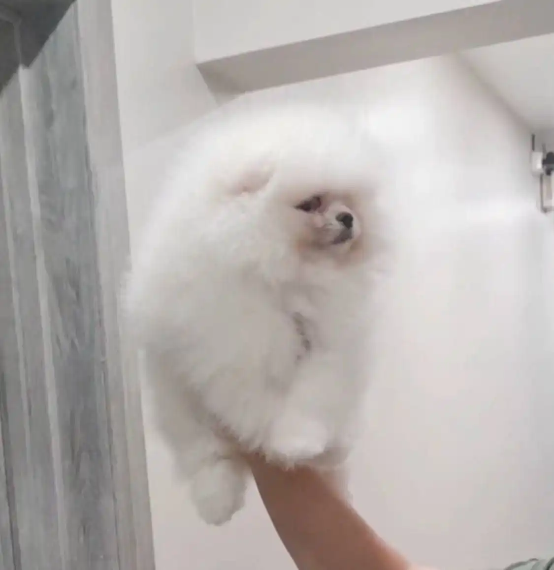 Щенок девочка Лили 5 месяцев с документами РКФ