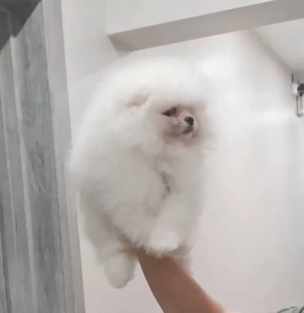 Щенок девочка Лили 5 месяцев с документами РКФ - частное объявление в Санкт-Петербург