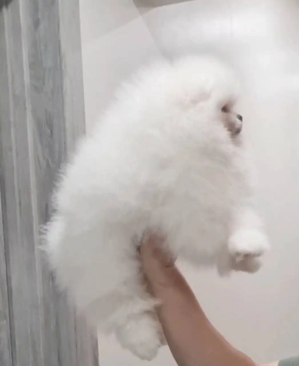 Щенок девочка Лили 5 месяцев с документами РКФ