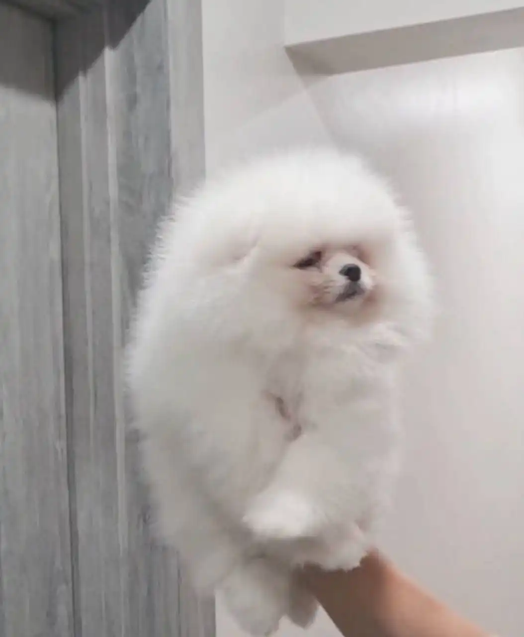 Щенок девочка Лили 5 месяцев с документами РКФ