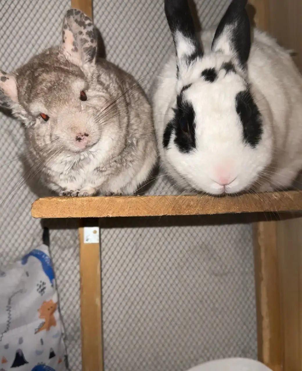 Декоративный кролик и шиншилла - Декоративные животные (Животные) в Санкт-Петербург