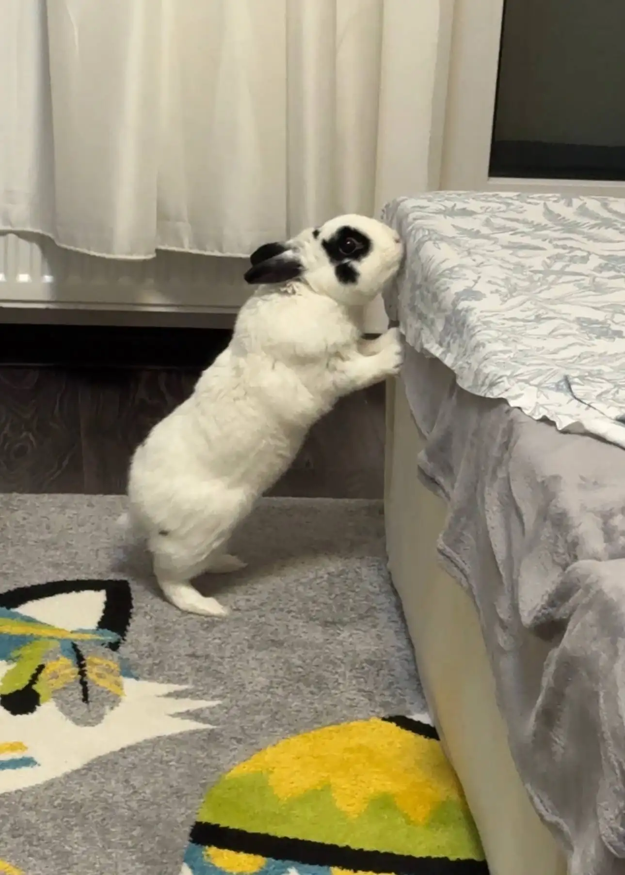 Декоративный кролик и шиншилла - Декоративные животные (Животные) в Санкт-Петербург