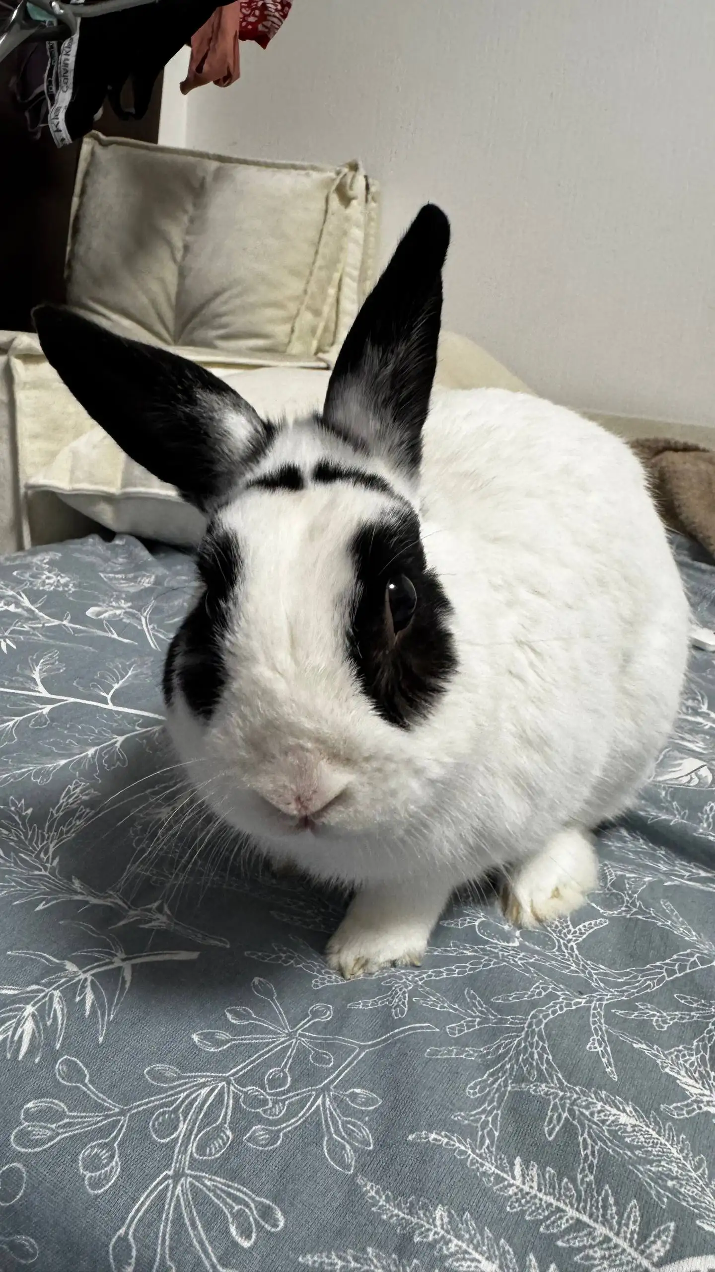 Декоративный кролик и шиншилла - Декоративные животные (Животные) в Санкт-Петербург