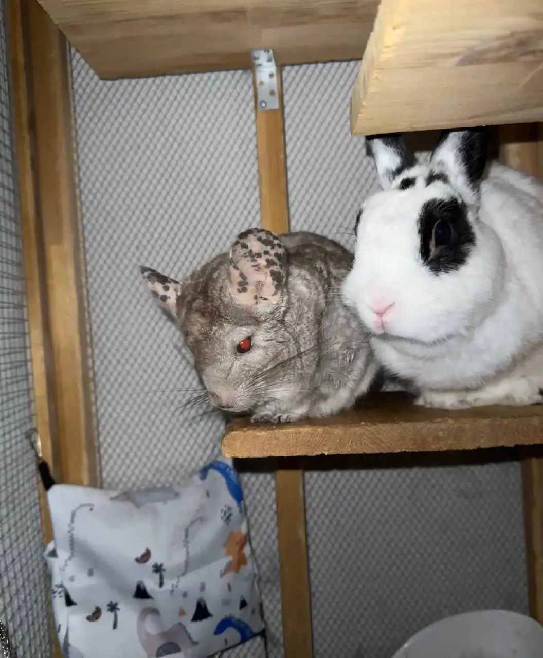 Декоративный кролик и шиншилла - Декоративные животные (Животные) в Санкт-Петербург