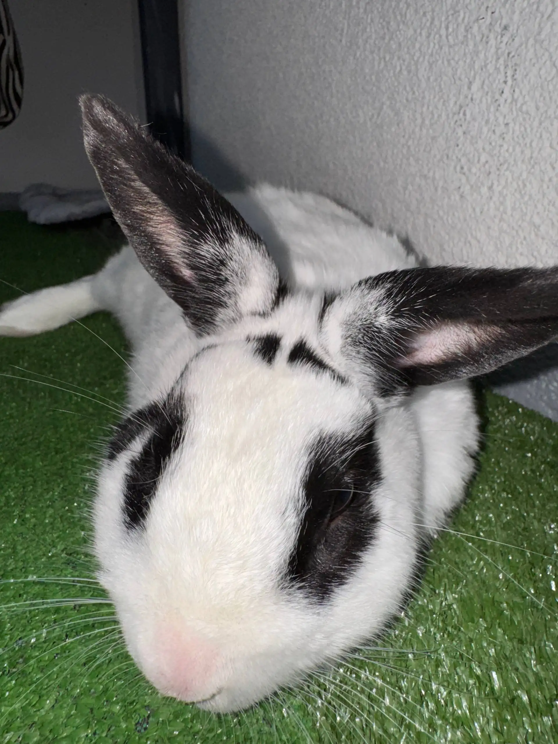 Декоративный кролик и шиншилла - Декоративные животные (Животные) в Санкт-Петербург