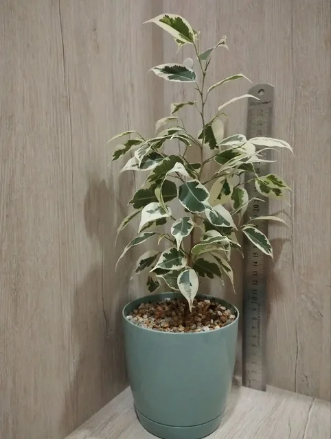 Продажа фикусов в горшках - Автомобильные товары в Санкт-Петербург