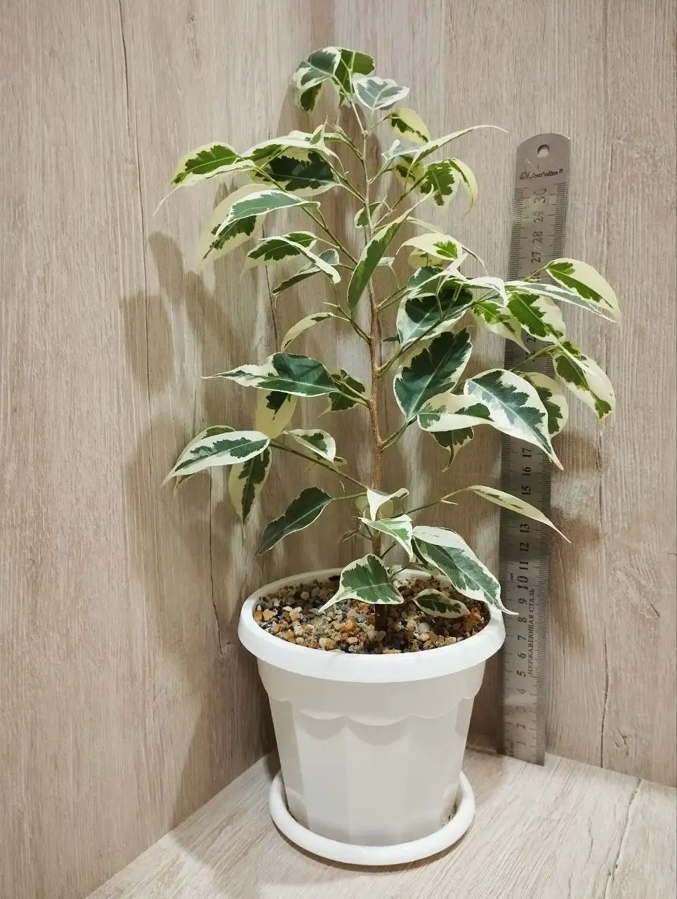 Продажа фикусов в горшках - Растения (Барахолка) в Санкт-Петербург