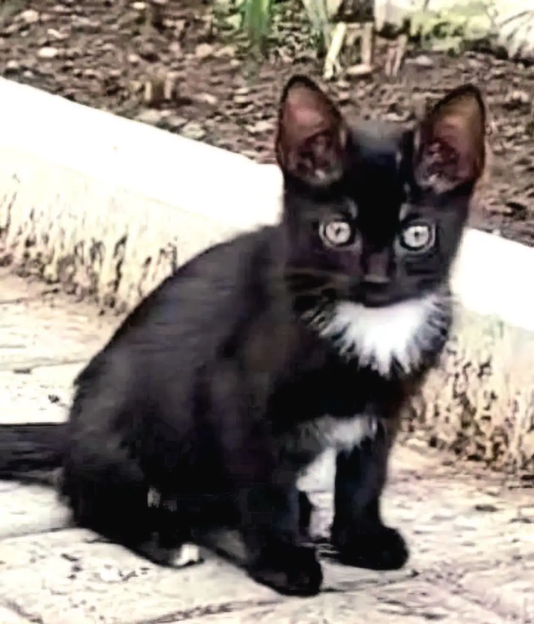 Котята 2,5 месяца в дар - Кошки (Животные) в Донецк