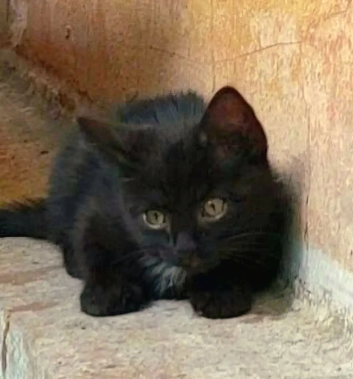 Котята 2,5 месяца в дар - Кошки (Животные) в Донецк