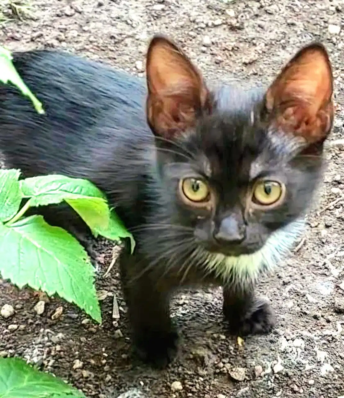 Котята 2,5 месяца в дар - Кошки (Животные) в Донецк